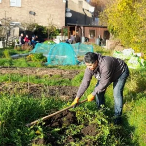 Man hoes vegetable patch in a London allotment in the autumn sun
